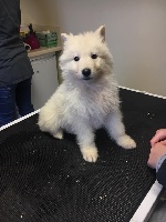 CHIOT